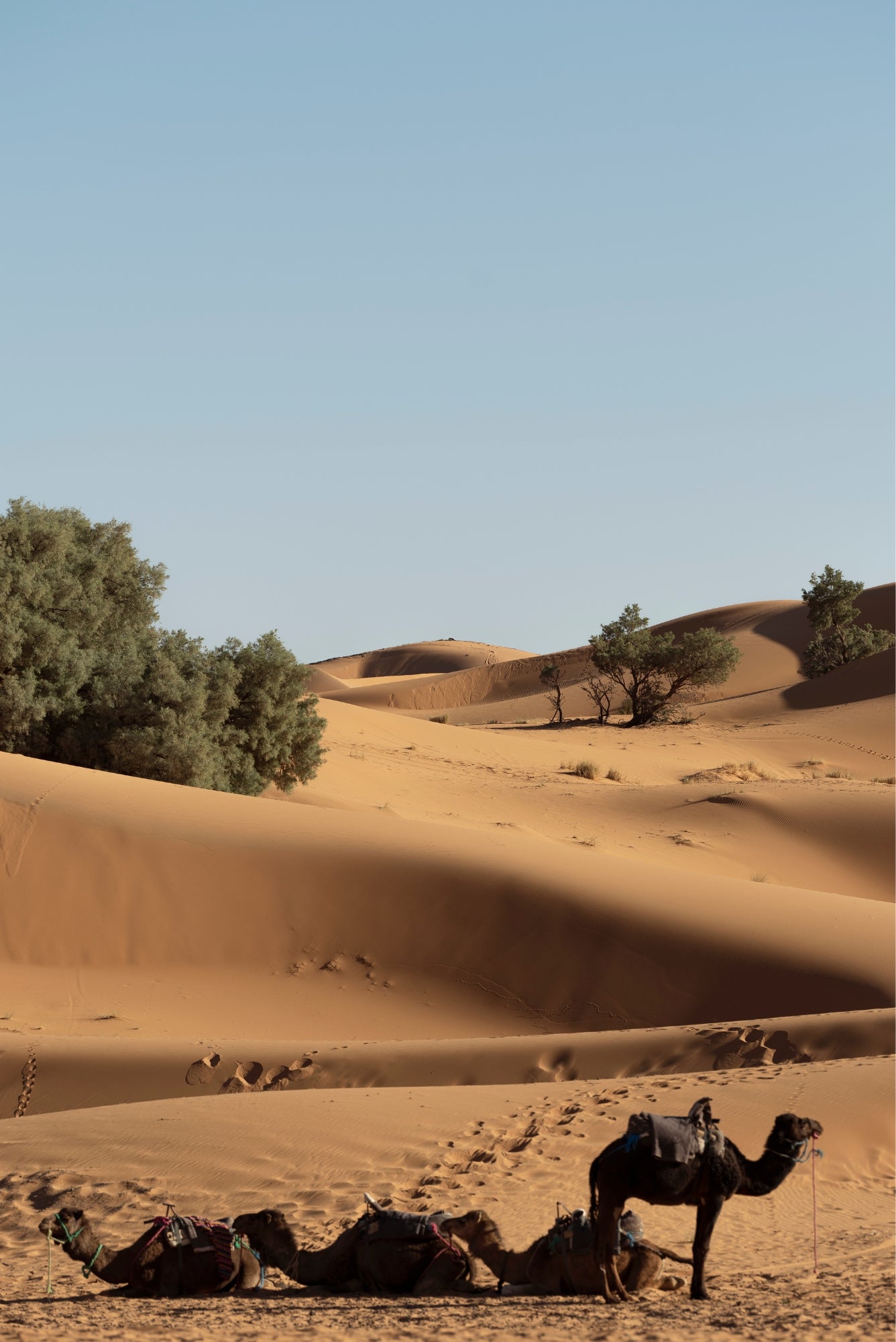 Quadro Dunas X Classic