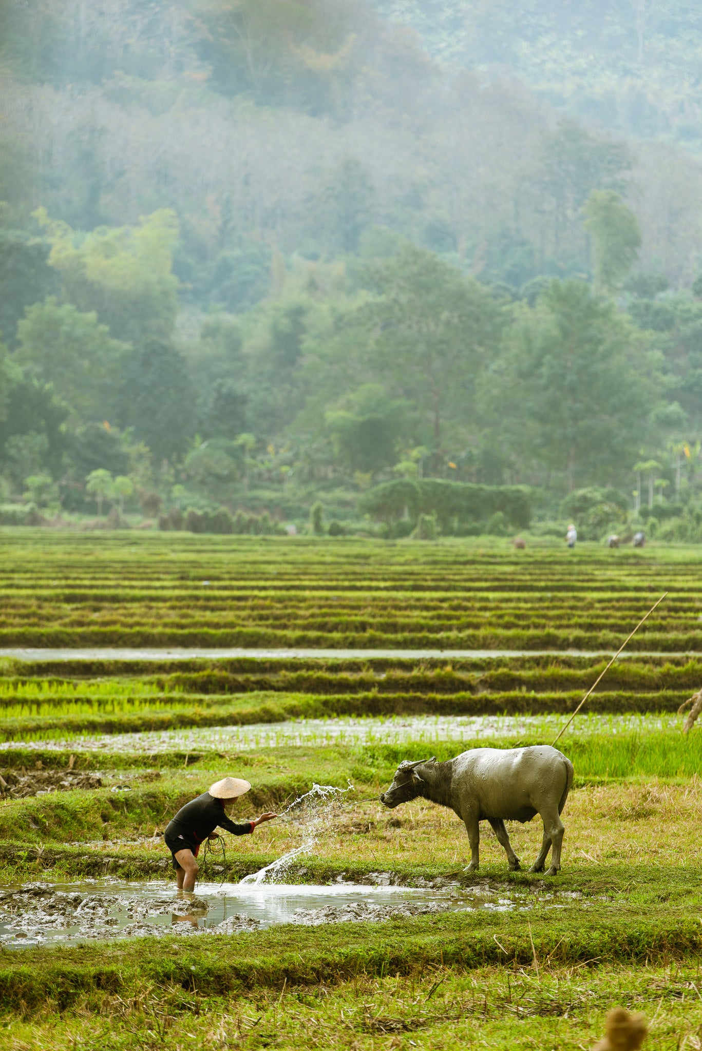 Quadro Rice Farm - Classic