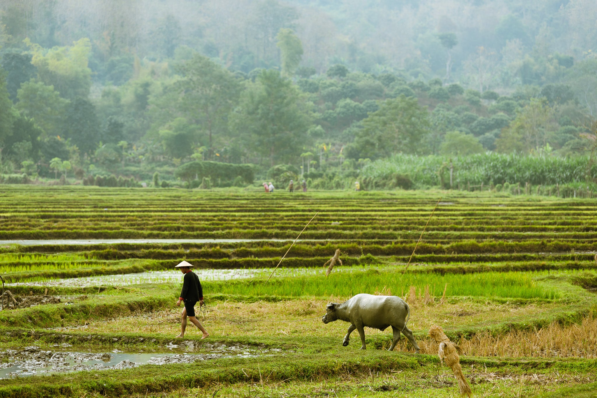 Quadro Paddy Field - Classic