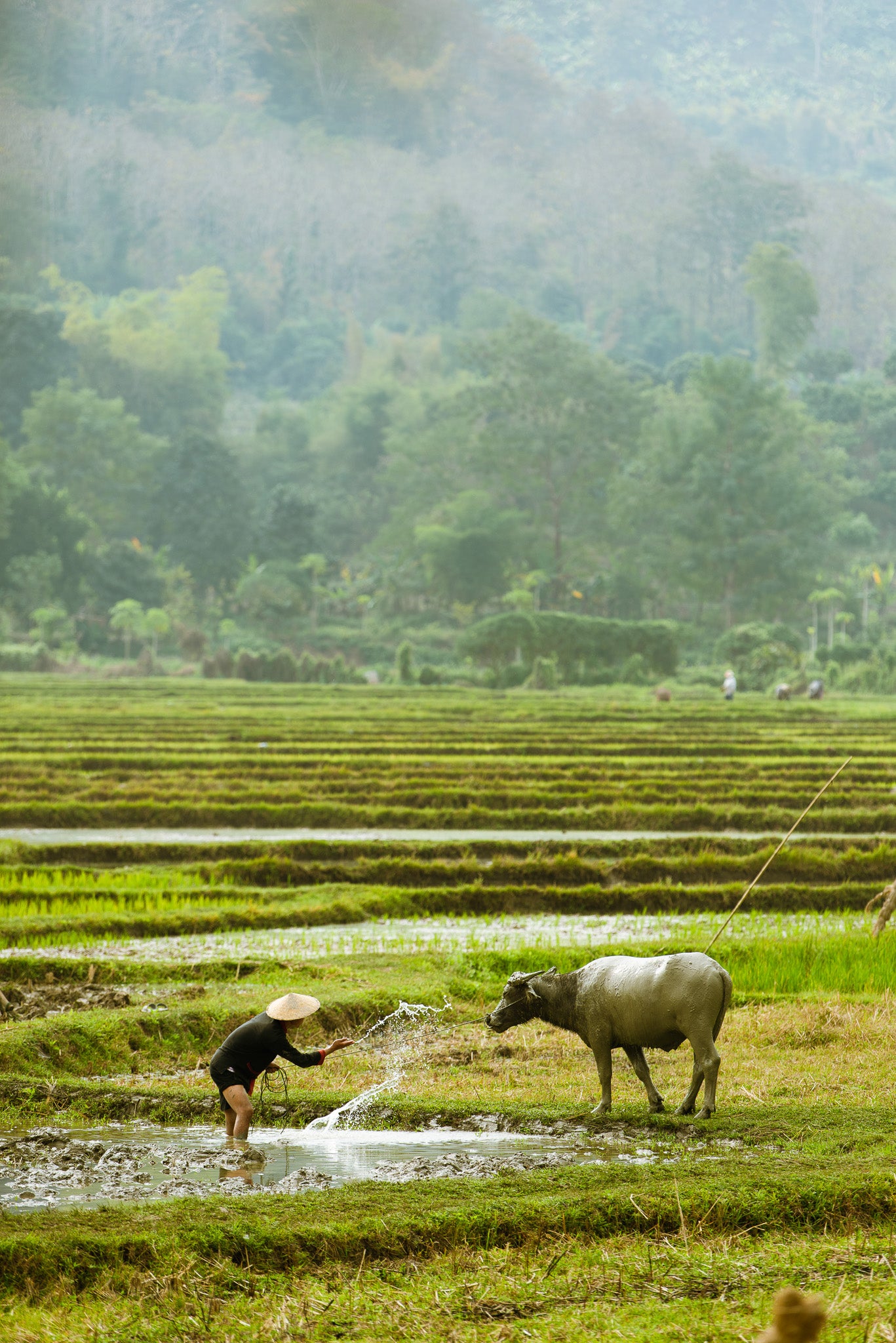 Rice Farm Classic Frame