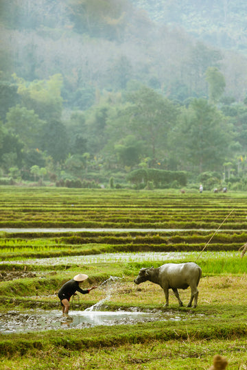 Quadro Rice Farm - Classic