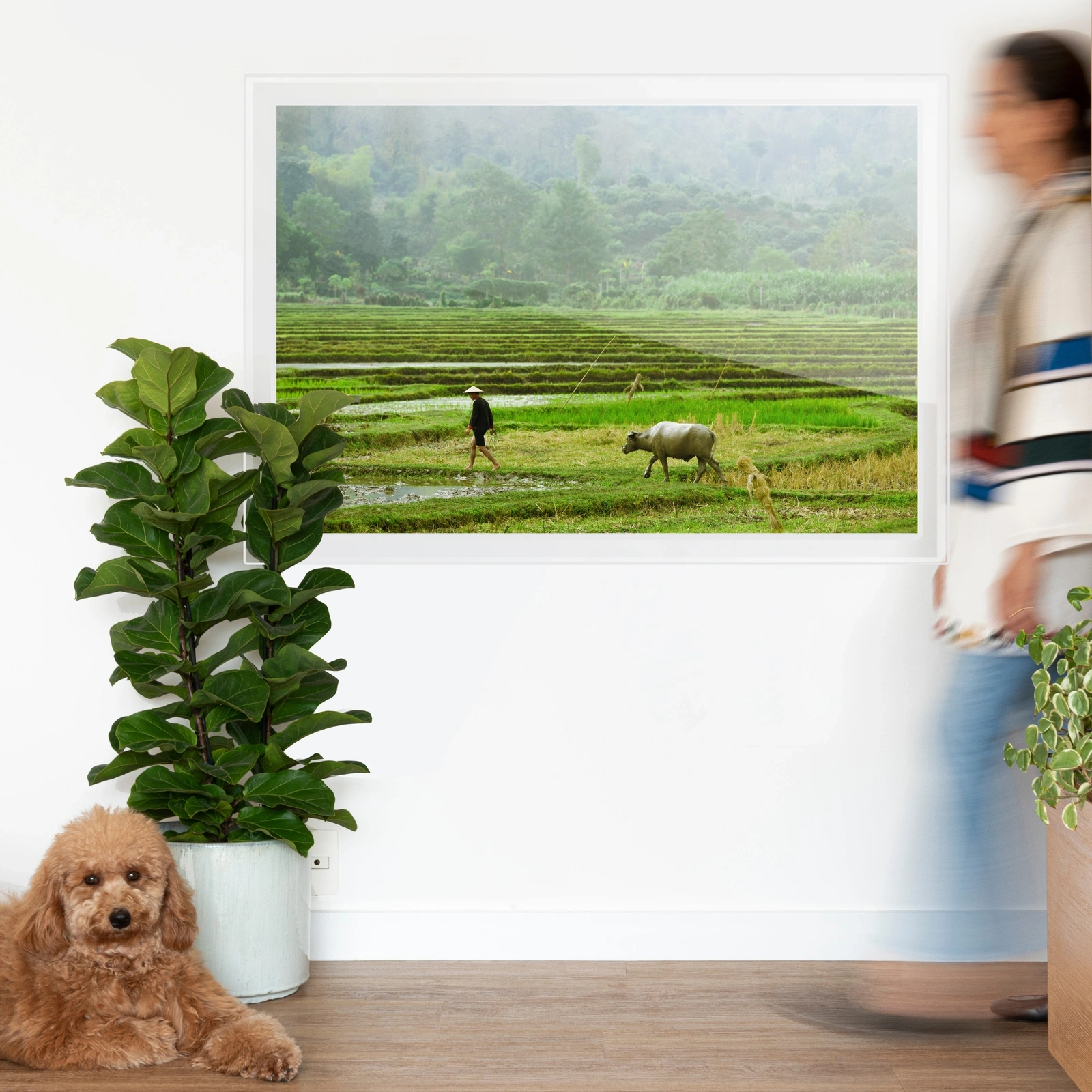 Quadro Paddy Field Classic