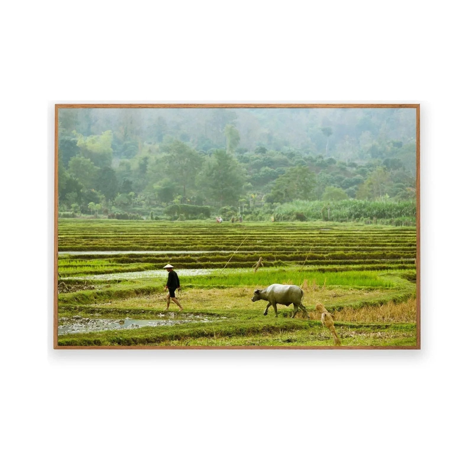 Quadro Paddy Field Classic