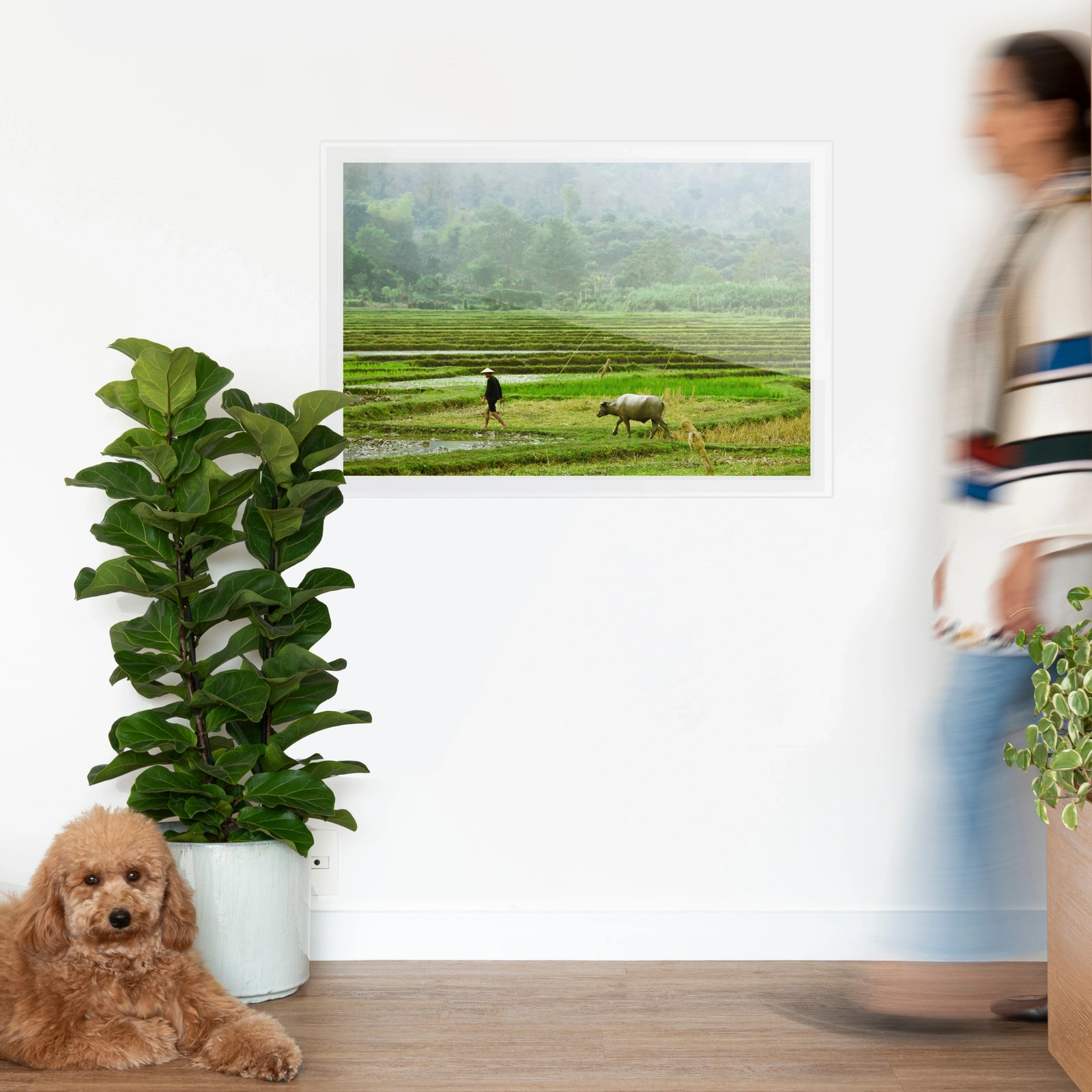 Quadro Paddy Field Classic