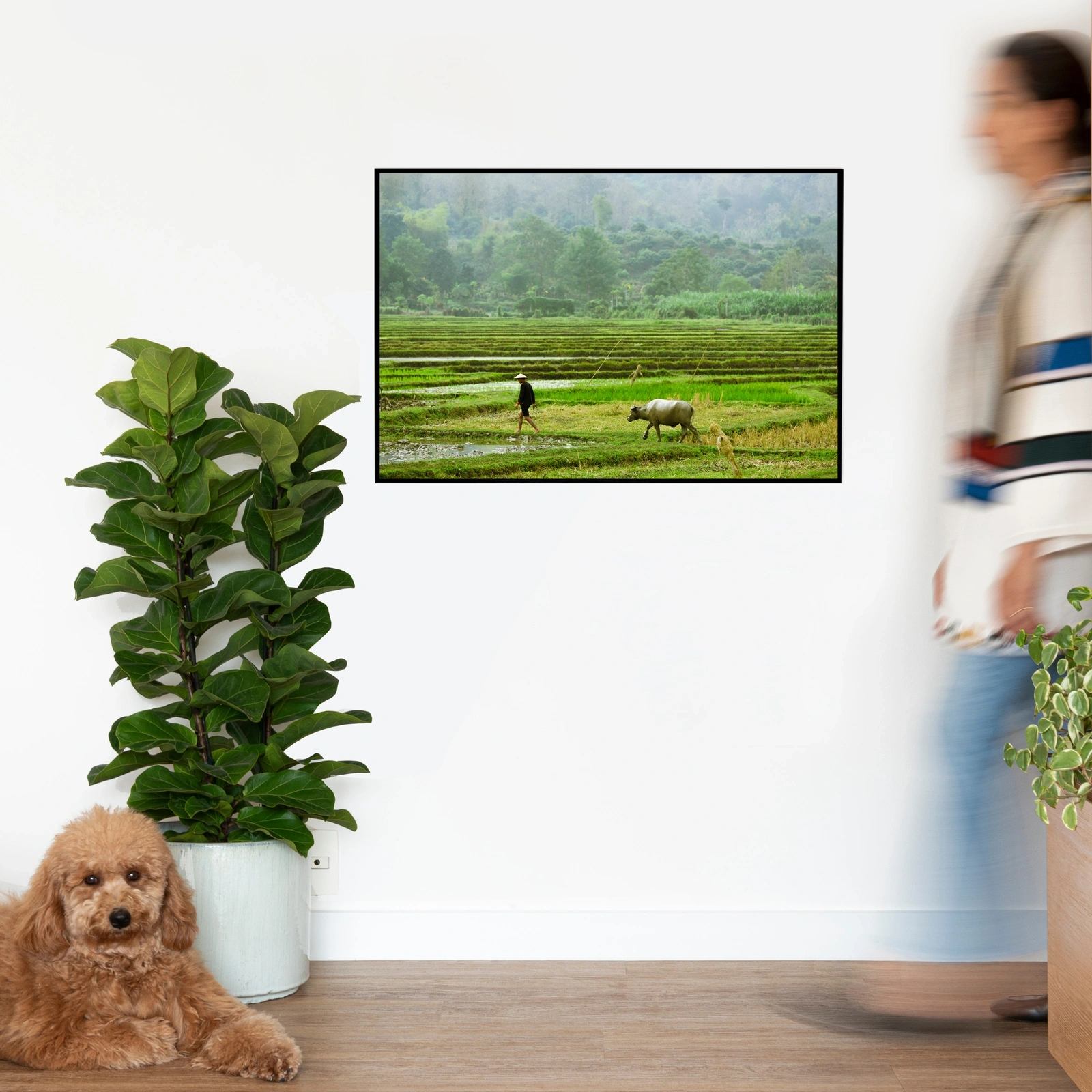 Quadro Paddy Field Classic