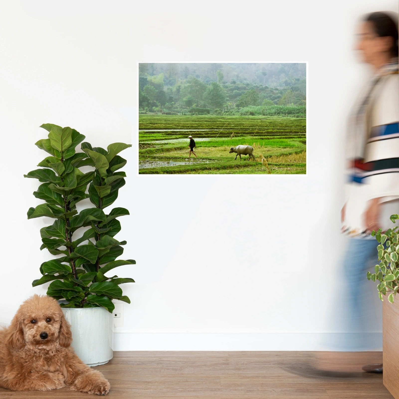 Quadro Paddy Field Classic